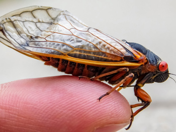 Adult cicada (Magicicada species) - Red eyes indicate periodical species